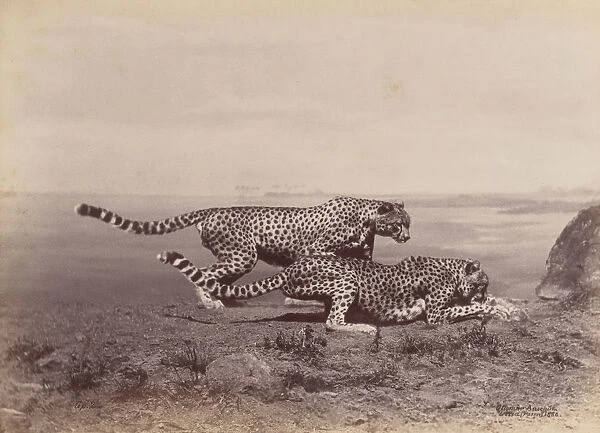 [Two Cheetahs], 1888. Creator: Ottomar Anschütz