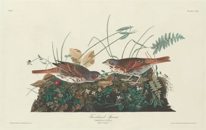 Framed Print : Two-colored Sparrow, 1831. Creator: Robert Havell Framed Print : Two-colored Sparrow, 1831. Creator: Robert Havell