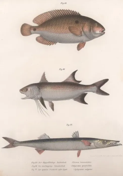 Framed Print : Two-spot Bimaculus, African Redfin, Common Barracuda, c. 1850s Framed Print : Two-spot Bimaculus, African Redfin, Common Barracuda, c. 1850s