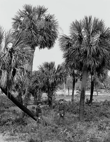 Tybee Island, palmettoes, Savannah, Ga. c1907. Creator: Unknown