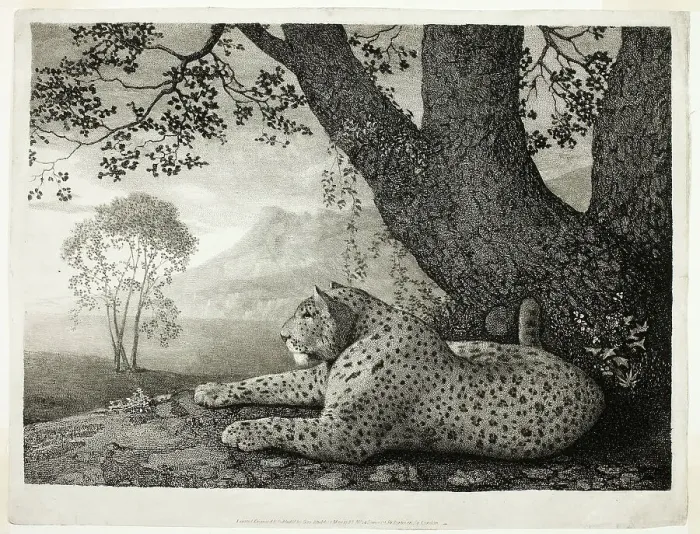 Framed Print : A Tyger (A Recumbent Leopard by a Tree), May 1, 1788. Creator: George Stubbs Framed Print : A Tyger (A Recumbent Leopard by a Tree), May 1, 1788. Creator: George Stubbs