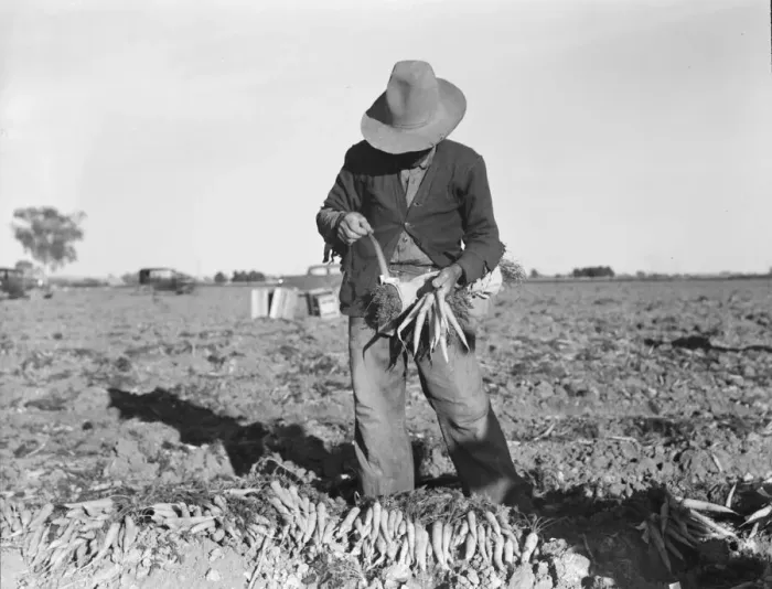Framed Print : Tying carrots in Imperial Valley, near Meloland, California, 1939. Creator: Dorothea Lange Framed Print : Tying carrots in Imperial Valley, near Meloland, California, 1939. Creator: Dorothea Lange