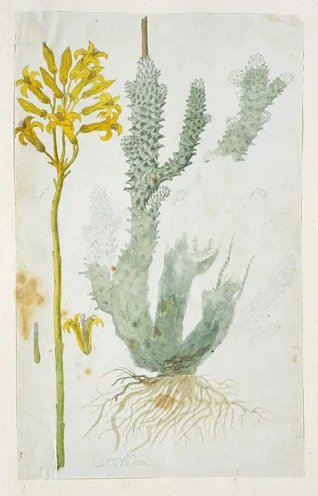 Framed Print : Tylecodon cacalioides (L.F.), 1777-1786. Creator: Robert Jacob Gordon Framed Print : Tylecodon cacalioides (L.F.), 1777-1786. Creator: Robert Jacob Gordon