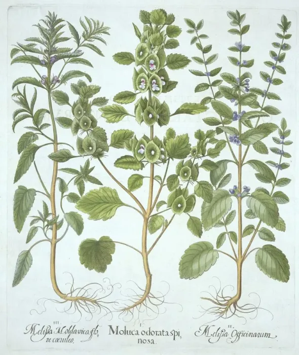 Framed Print : Three Types of Balm, from Hortus Eystettensis, by Basil Besler (1561-1629), pub Framed Print : Three Types of Balm, from Hortus Eystettensis, by Basil Besler (1561-1629), pub