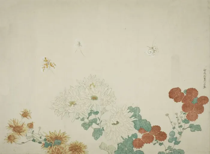 Framed Print : Three Types of Chrysanthemums, Japan, c. 1790. Creator: Kitao Shigemasa Framed Print : Three Types of Chrysanthemums, Japan, c. 1790. Creator: Kitao Shigemasa