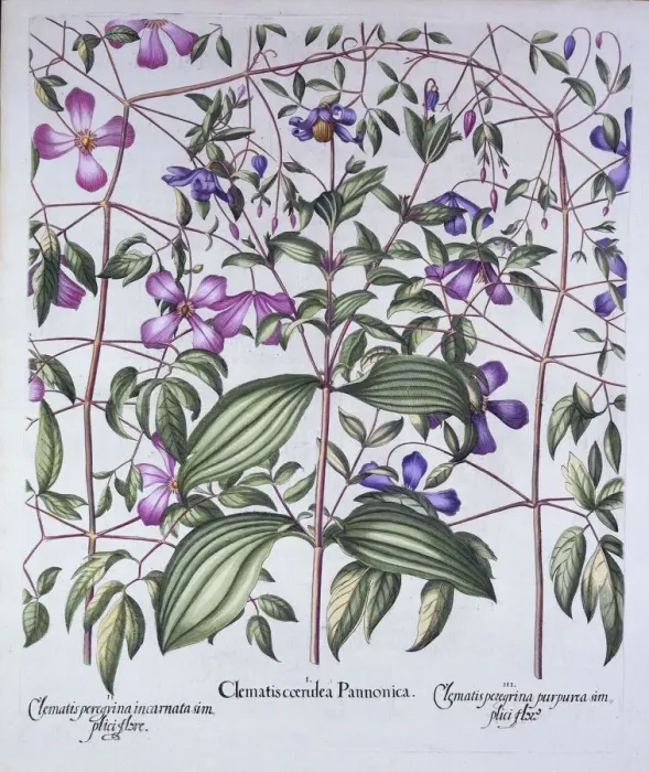 Framed Print : Three Types of Clematis, from Hortus Eystettensis, by Basil Besler (1561-1629), pub Framed Print : Three Types of Clematis, from Hortus Eystettensis, by Basil Besler (1561-1629), pub