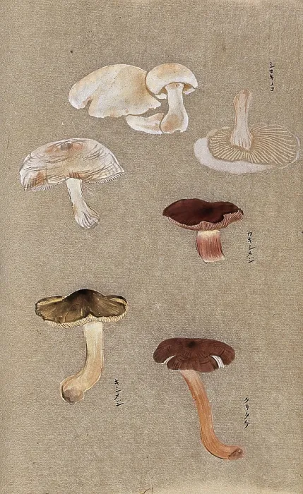 Framed Print : Four types of fungi, including possible Agaricus and Russula species. Creator: Unknown Framed Print : Four types of fungi, including possible Agaricus and Russula species. Creator: Unknown