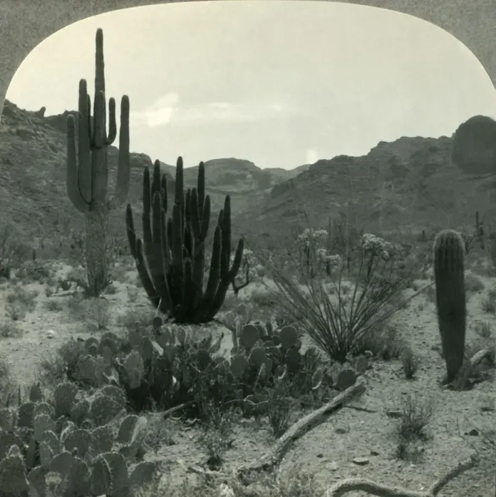 Framed Print : Typical Cacti of Southern Arizona Desert, Pima County, c1930s. Creator: Unknown Framed Print : Typical Cacti of Southern Arizona Desert, Pima County, c1930s. Creator: Unknown