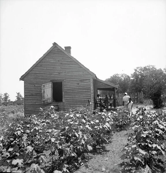 Typical cotton picker's shack of the South, Mississippi, 1936. Creator: Dorothea Lange
