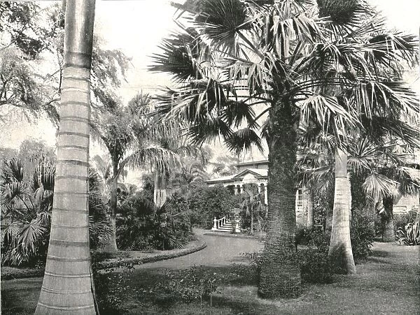 Typical Hawaiian yard, Honolulu, USA, 1895. Creator: Unknown