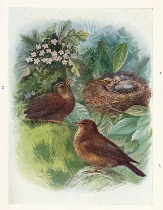 Framed Print : A Typical Nidicolous Nestling - Three Stages. Blackbird, c1910, (1910). Artist: George James Rankin Framed Print : A Typical Nidicolous Nestling - Three Stages. Blackbird, c1910, (1910). Artist: George James Rankin