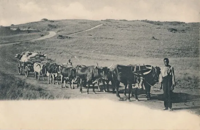 Framed Print : A typical ox waggon - South Africa, early 20th century. Creator: Unknown Framed Print : A typical ox waggon - South Africa, early 20th century. Creator: Unknown