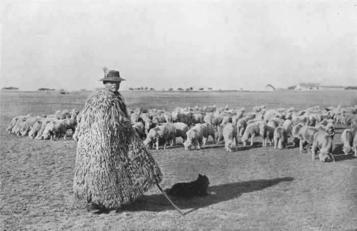 Framed Print : A typical shepherd and his flock on the plains of Hungary, 1915 Framed Print : A typical shepherd and his flock on the plains of Hungary, 1915