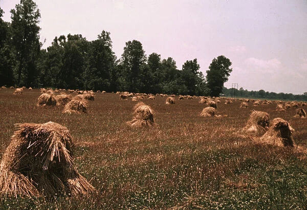 Typical southeastern Georgia farm with newly harvested field of oats, 1939. Creator: Marion Post Wolcott