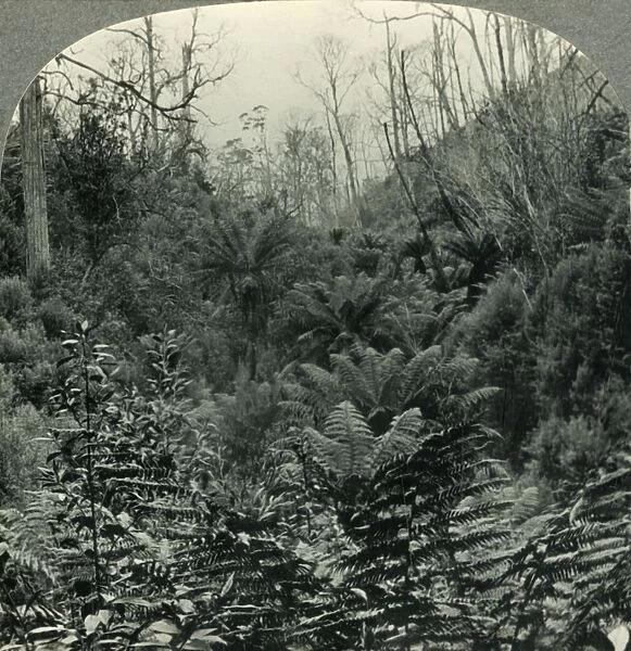 Typically Australian - Fern trees in Cawoods Gully, Apollo Bay, Victoria, Australia, c1930s