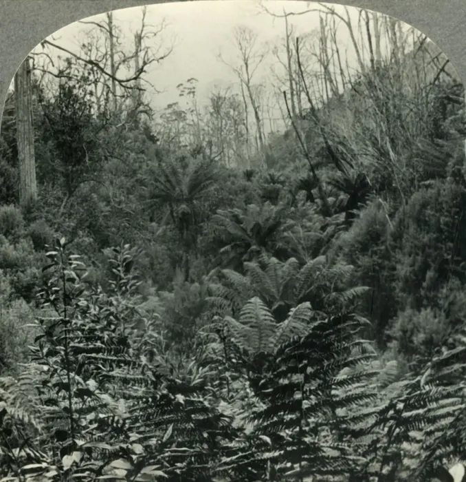 Framed Print : Typically Australian - Fern trees in Cawoods Gully, Apollo Bay, Victoria, Australia, c1930s Framed Print : Typically Australian - Fern trees in Cawoods Gully, Apollo Bay, Victoria, Australia, c1930s