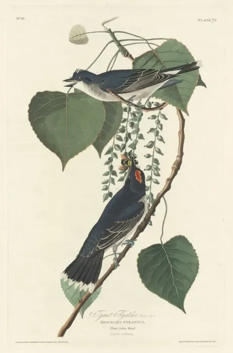 Framed Print : Tyrant Flycatcher, 1830. Creator: Robert Havell Framed Print : Tyrant Flycatcher, 1830. Creator: Robert Havell