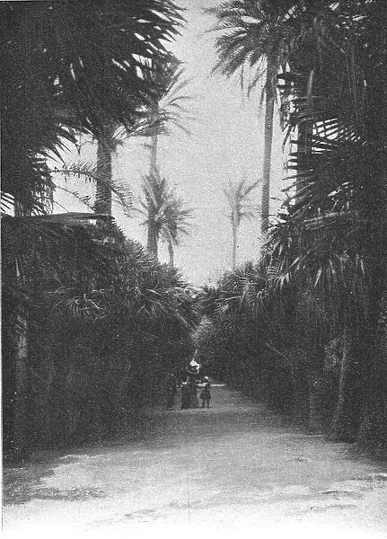 'Un coin du jardin public d'Alger; Afrique du nord, 1914. Creator: Charles Chusseau-Flaviens