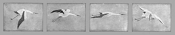 'Un Vaillant; Les insignes des quatre escadrilles de chasse formant le groupe des Cigognes, 1915. Creator: Unknown