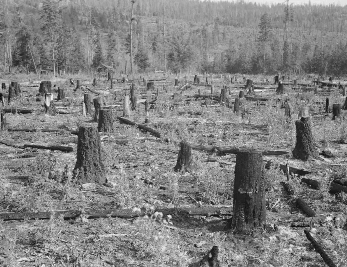 Framed Print : Part of uncleared land on farm on farm, Boundary County, Idaho, 1939. Creator: Dorothea Lange Framed Print : Part of uncleared land on farm on farm, Boundary County, Idaho, 1939. Creator: Dorothea Lange