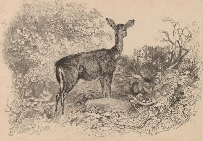 Framed Print : Une biche. Creator: Karl Bodmer Framed Print : Une biche. Creator: Karl Bodmer