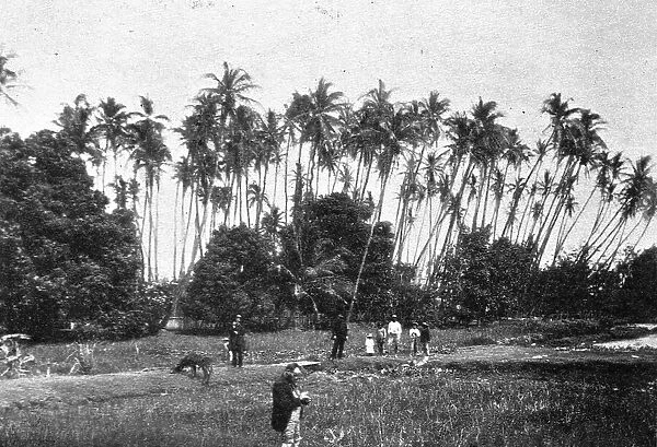'Une plantation de cocotiers dans les iles Hawai; Les Terres Du Pacifique, 1914. Creator: Unknown