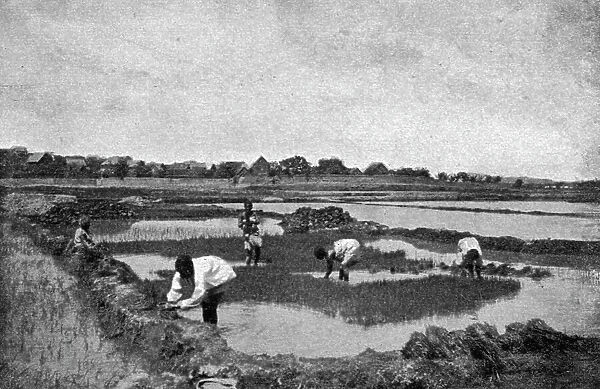 'Une riziere a Madagascar; Iles Africaines de la mer des Indes, 1914. Creator: Unknown