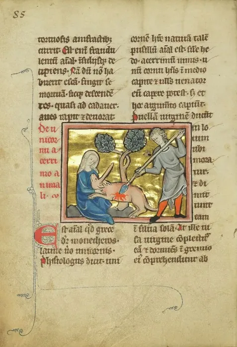 Framed Print : A Unicorn with its Head in the Lap of a Maiden; De Natura Avium; De Pastoribus et Ovibus, 1277 or af Creator: Unknown Framed Print : A Unicorn with its Head in the Lap of a Maiden; De Natura Avium; De Pastoribus et Ovibus, 1277 or af Creator: Unknown