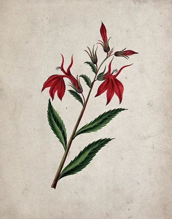 Framed Print : An unidentified flowering plant, c1890s. Creator: Etanmann Framed Print : An unidentified flowering plant, c1890s. Creator: Etanmann