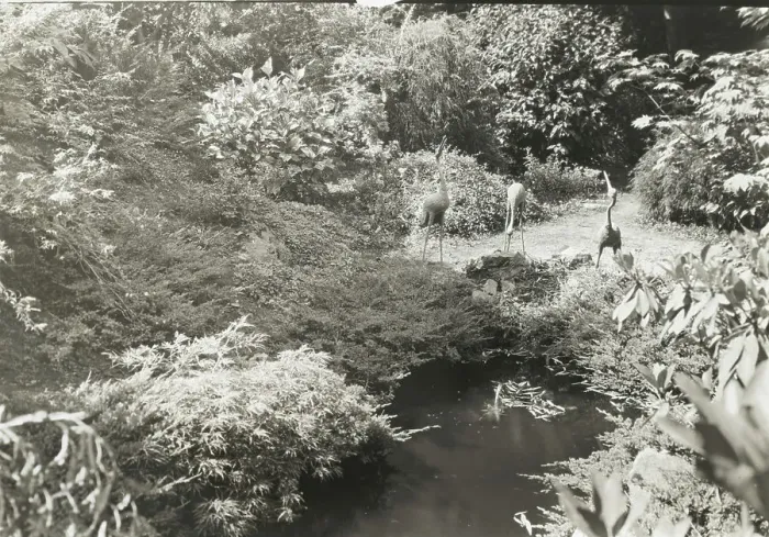Framed Print : Unidentified garden, between 1920 and 1930. Creator: Frances Benjamin Johnston Framed Print : Unidentified garden, between 1920 and 1930. Creator: Frances Benjamin Johnston