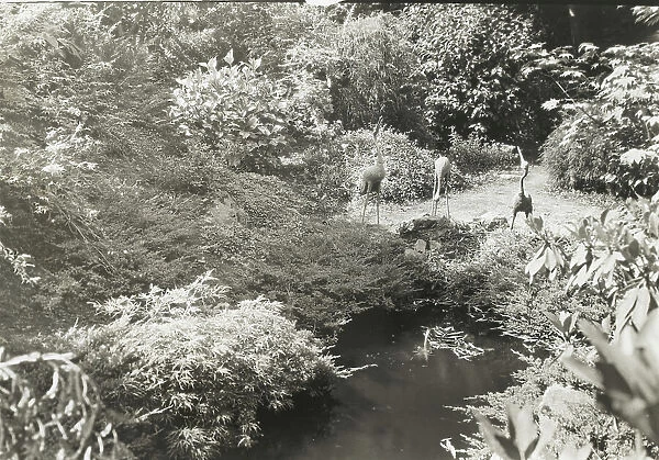 Unidentified garden, between 1920 and 1930. Creator: Frances Benjamin Johnston