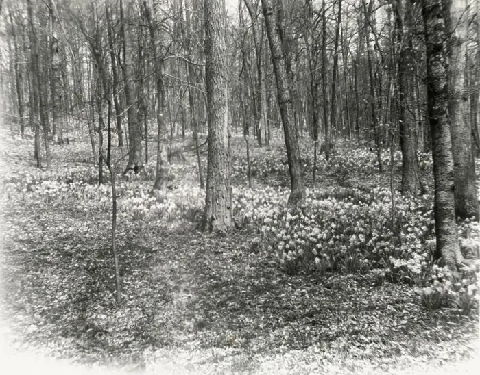 Framed Print : Unidentified garden or park, possibly Ronaele Manor, Fitz Eugene Dixon house, Elkins Par... c1920 Creator: Frances Benjamin Johnston. Unidentified garden or park, possibly Ronaele Manor, Fitz Eugene Dixon house, Elkins Par Framed Print : Unidentified garden or park, possibly Ronaele Manor, Fitz Eugene Dixon house, Elkins Par... c1920 Creator: Frances Benjamin Johnston. Unidentified garden or park, possibly Ronaele Manor, Fitz Eugene Dixon house, Elkins Par
