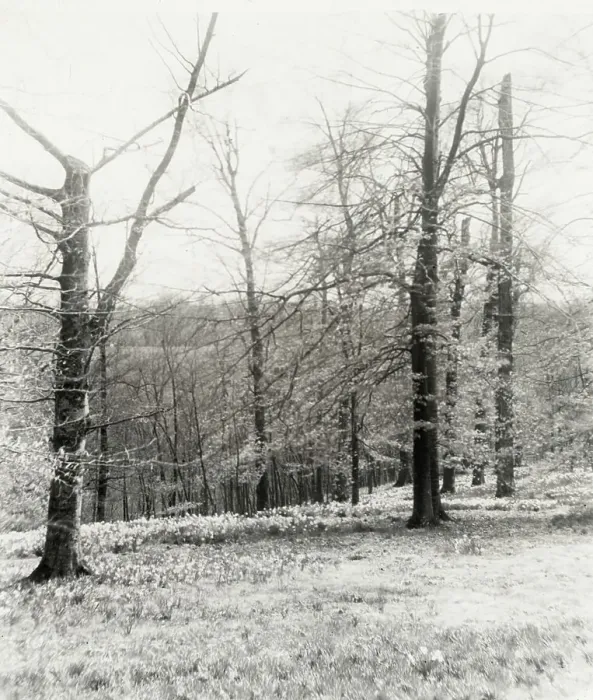 Framed Print : Unidentified garden or park, possibly Ronaele Manor, Fitz Eugene Dixon house, Elkins Par... c1920 Creator: Frances Benjamin Johnston. Unidentified garden or park, possibly Ronaele Manor, Fitz Eugene Dixon house, Elkins Par Framed Print : Unidentified garden or park, possibly Ronaele Manor, Fitz Eugene Dixon house, Elkins Par... c1920 Creator: Frances Benjamin Johnston. Unidentified garden or park, possibly Ronaele Manor, Fitz Eugene Dixon house, Elkins Par