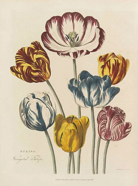 The universal herbal, 1824. Creator: Green, Thomas (active 1816-1824)
