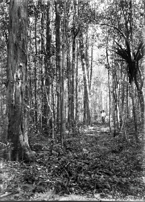 Framed Print : Unknown man in forest of trees, c1900s. Creator: Robert Augustus Henry L'Estrange. Unknown man in forest of trees, c1900s. Creator: Robert Augustus Henry L'Estrange Framed Print : Unknown man in forest of trees, c1900s. Creator: Robert Augustus Henry L'Estrange. Unknown man in forest of trees, c1900s. Creator: Robert Augustus Henry L'Estrange