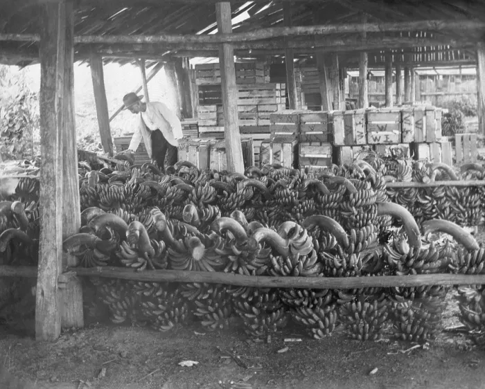 Framed Print : Unknown man with harvested banana crop, c1900s. Creator: Robert Augustus Henry L'Estrange. Unknown man with harvested banana crop, c1900s Framed Print : Unknown man with harvested banana crop, c1900s. Creator: Robert Augustus Henry L'Estrange. Unknown man with harvested banana crop, c1900s