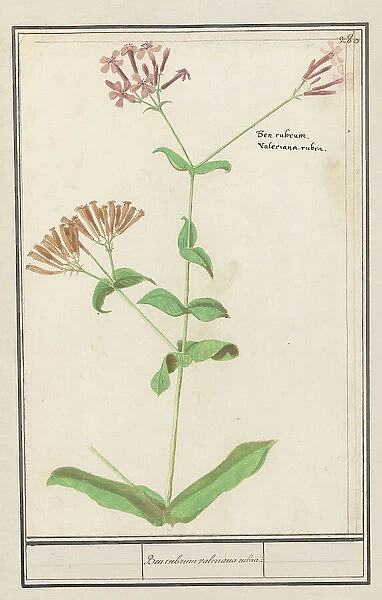 Unknown plant, 1596-1610. Creators: Anselmus de Boodt, Elias Verhulst
