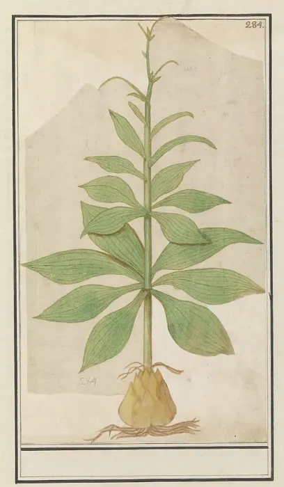 Framed Print : Unknown plant, 1596-1610. Creators: Anselmus de Boodt, Elias Verhulst Framed Print : Unknown plant, 1596-1610. Creators: Anselmus de Boodt, Elias Verhulst