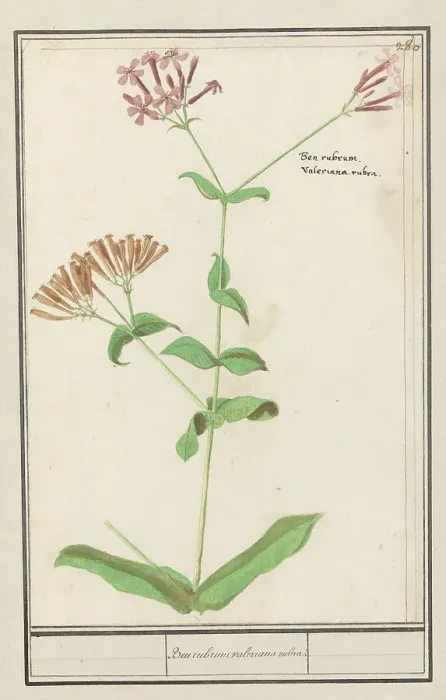 Framed Print : Unknown plant, 1596-1610. Creators: Anselmus de Boodt, Elias Verhulst Framed Print : Unknown plant, 1596-1610. Creators: Anselmus de Boodt, Elias Verhulst