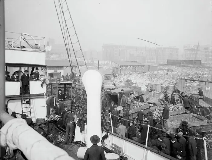 Framed Print : Unloading a banana steamer, Baltimore, Md. c1905. Creator: Unknown Framed Print : Unloading a banana steamer, Baltimore, Md. c1905. Creator: Unknown