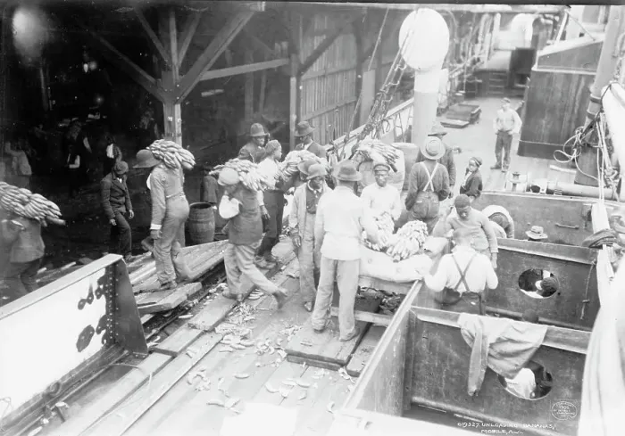Framed Print : Unloading bananas, Mobile, Ala. c1906. Creator: Unknown Framed Print : Unloading bananas, Mobile, Ala. c1906. Creator: Unknown