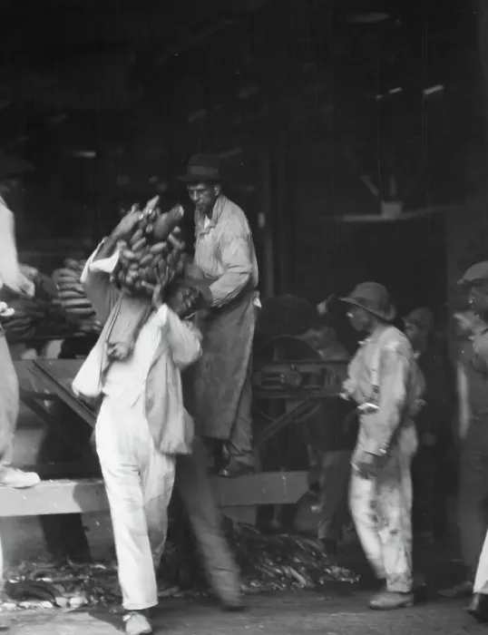 Framed Print : Unloading bananas, New Orleans, between 1920 and 1926. Creator: Arnold Genthe Framed Print : Unloading bananas, New Orleans, between 1920 and 1926. Creator: Arnold Genthe