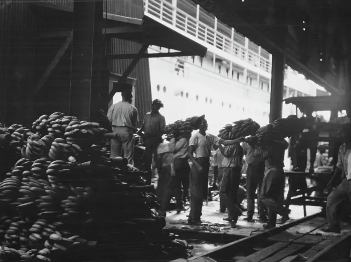 Framed Print : Unloading bananas, New Orleans, between 1920 and 1926. Creator: Arnold Genthe Framed Print : Unloading bananas, New Orleans, between 1920 and 1926. Creator: Arnold Genthe