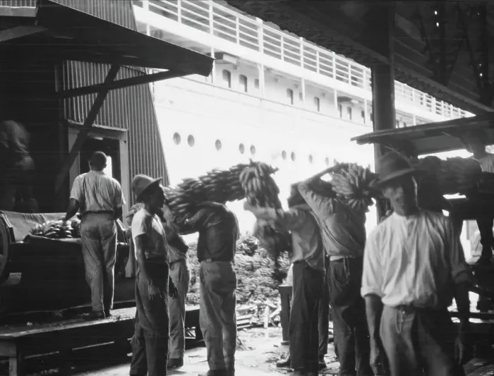 Framed Print : Unloading bananas, New Orleans, between 1920 and 1926. Creator: Arnold Genthe Framed Print : Unloading bananas, New Orleans, between 1920 and 1926. Creator: Arnold Genthe