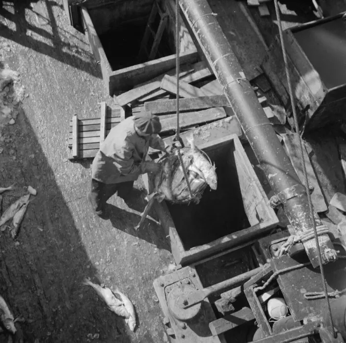 Framed Print : Unloading fish from the hold of a New England fishing boat at the Fulton market, New York, 1943. Creator: Gordon Parks Framed Print : Unloading fish from the hold of a New England fishing boat at the Fulton market, New York, 1943. Creator: Gordon Parks