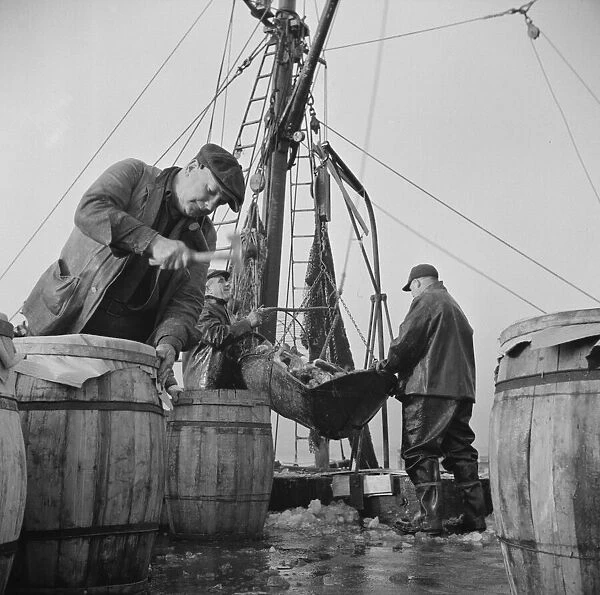 Unloading and packing fish at the Fulton fish market, New York, 1943. Creator: Gordon Parks