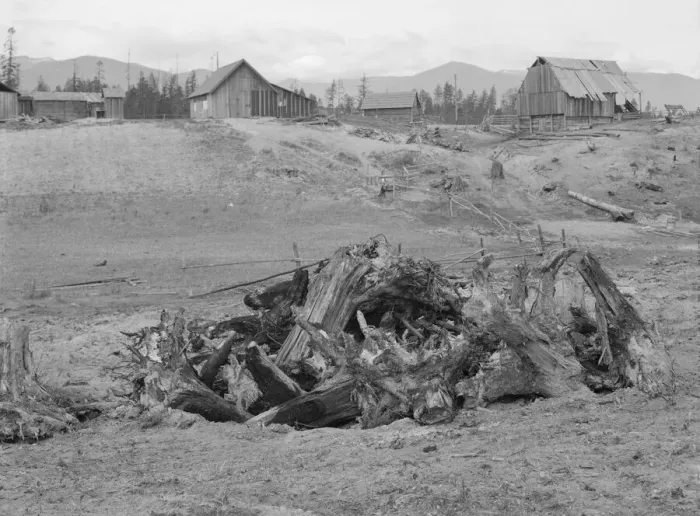 Framed Print : The Unruf family, stump pile, and their partly developed farm, Boundary County, Idaho, 1939 Creator: Dorothea Lange Framed Print : The Unruf family, stump pile, and their partly developed farm, Boundary County, Idaho, 1939 Creator: Dorothea Lange