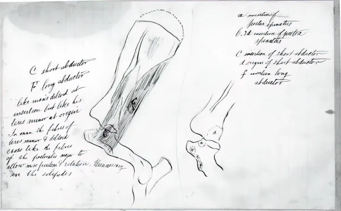 Framed Print : (Untitled) (Anatomical Study Of Bones), 1878. Creator: Thomas Eakins Framed Print : (Untitled) (Anatomical Study Of Bones), 1878. Creator: Thomas Eakins
