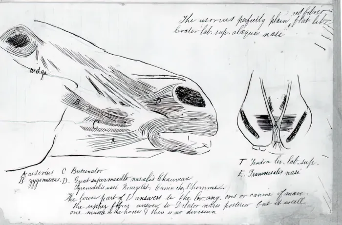 Framed Print : (Untitled) (Anatomical Study Of Horses Head), 1878. Creator: Thomas Eakins Framed Print : (Untitled) (Anatomical Study Of Horses Head), 1878. Creator: Thomas Eakins