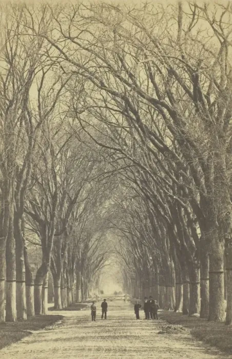 Framed Print : Untitled (avenue of trees), 1840-1900. Creator: Unknown Framed Print : Untitled (avenue of trees), 1840-1900. Creator: Unknown